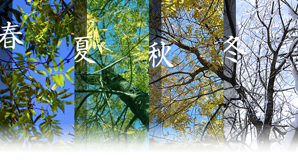 学問の木 楷 かい の木 合格祈願の神社 日本最古の生身天満宮